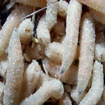 carpe=vide ordure Asticots