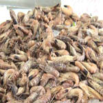 carpe=vide ordure Crevettes