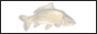 Annuaire pêche