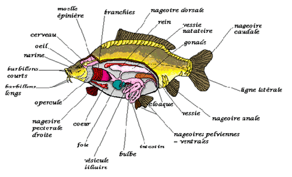 Illustration anatomie de la carpe