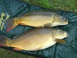 Très beaux poissons très combatifs. 
Bouillettes excellentes que je conseille à tout pêcheur.