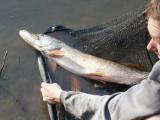 Poissons divers